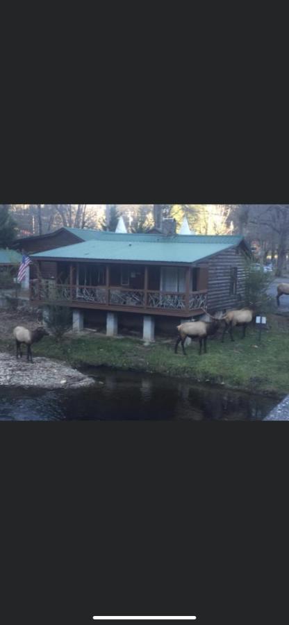 Qualla Cabins And Motel Cherokee Near Casino Whittier Екстер'єр фото